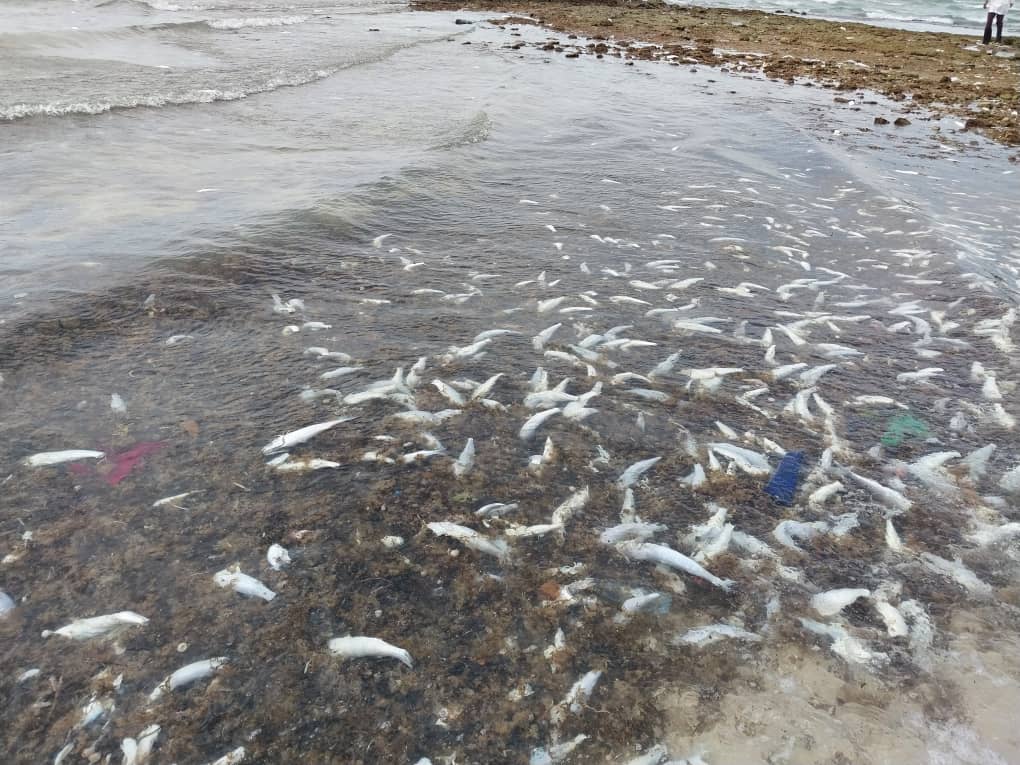 Echouage massif de mulets : L’activité pétrolière y est-elle pour quelque chose?