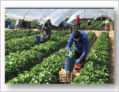 Nouakchott : lancement du programme de migration circulaire vers l’Espagne pour 50 travailleurs mauritaniens