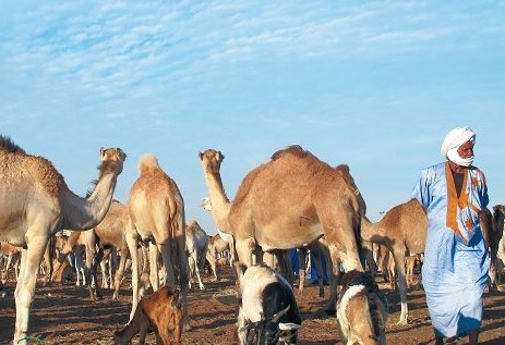Élevage : Nouvelle stratégie pour une relance du secteur