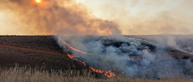 Pâturage : Chaque année, près de 750 millions mru d’aliments de bétail partent en fumée