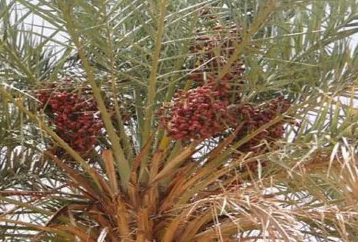 Festival international des dattes à la fin du mois d’août à Nouakchott