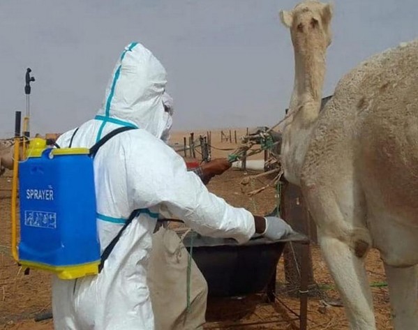 Mauritanie : 44 foyers de fièvre de la Vallée du Rift recensés dans dix wilayas