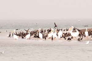 Parc National du Banc d’Arguin : le coup de grâce ?