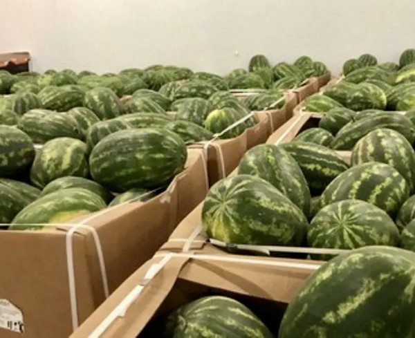 Pas de pastèques très précoces cette saison en Mauritanie