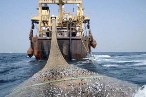 Pêche: Nouvelles mesures relatives aux conditions d’exploitation des petits pélagiques