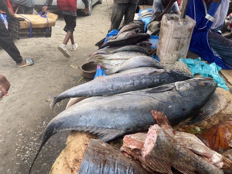 Pénurie de poisson en Mauritanie: les industriels ne laissent que du menu fretin