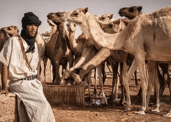 Mauritanie : 28 millions de dollars de la BAD pour développer l’élevage dans la région de l’Awkar 