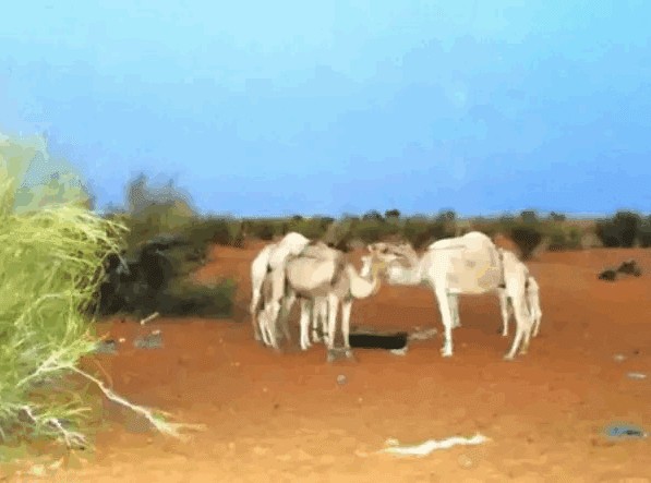 La Mauritanie signe un accord international pour la lutte contre la trypanosomiase 